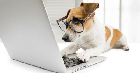 dog on computer