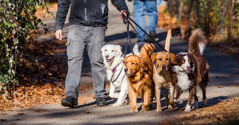 Dog walker in park with 4 dogs