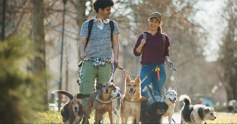 couple working as pet sitters