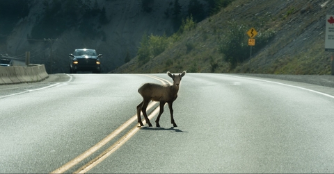 young deer walks across highway on a blind curve