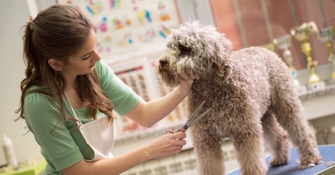 pet grooming with scissors