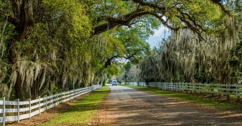 spanish moss at country road in louisiana