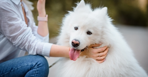 white samoyed dog is held by its owner lady in an outdoor park