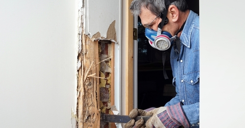 termite damaged wood