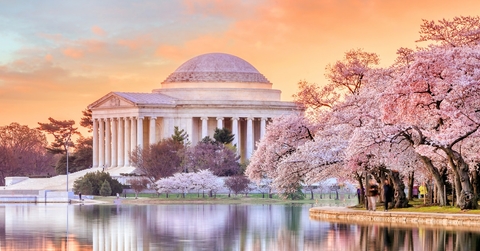 Jefferson Memorial during Cherry Blossom Festival
