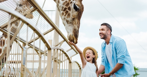 feeding giraffe in zoo