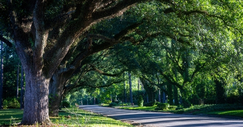 third avenue oaks albany georgia