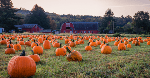 Pumpkins in field at pumpkin patch