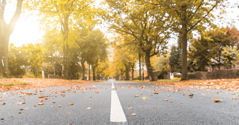 Autumn scene, road with leaves and trees on the sides