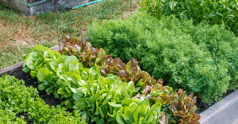 Rows of green vegetables in home garden