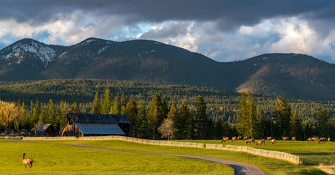 Herd of elk graze in pasture