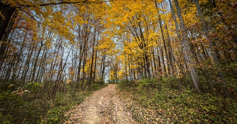 forest in westfield indiana