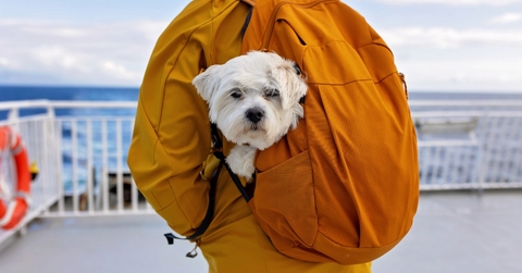 Family with kids and dog, traveling with ferry from Moskenesoya to Varoya with pet dog