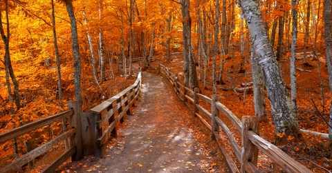 Bright autumn trees along boardwalk