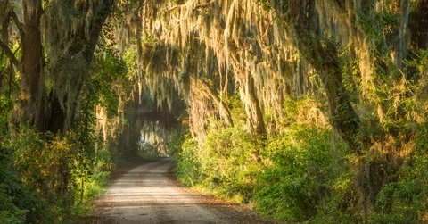 Spanish moss dripping from an alley of old trees