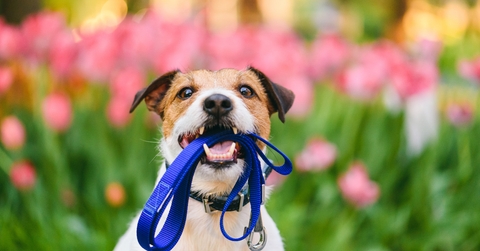 Dog ready for a walk carrying leash