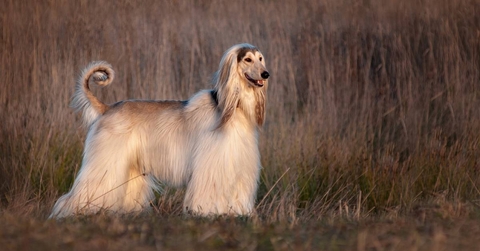 Afghan hound posing in cold autumn field