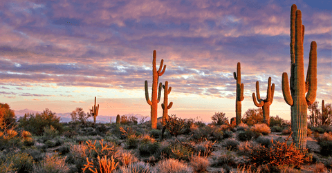 Arizona desert landscape