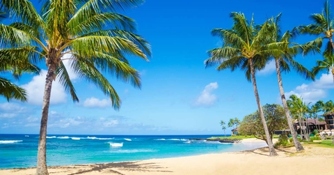 palm trees in hawaii