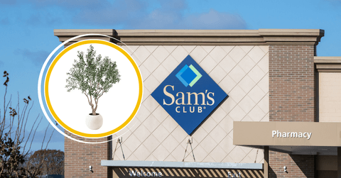 Collage of Sam&#x27;s Club store front and Olive tree product