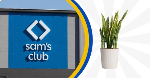 Sam's Club storefront and decorative plant