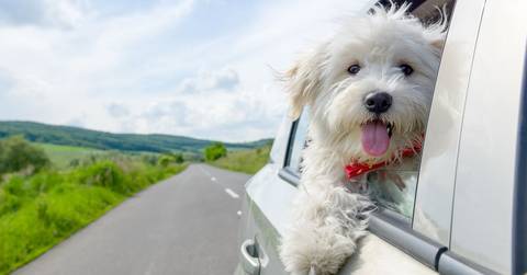 Dog-Friendly Vacation Spots