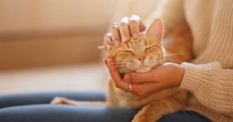 amazing lady holding ginger pet